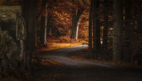 Landscape Photography Nature Path Fall Forest Morning Sunlight