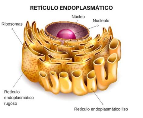 Significado de Retículo endoplasmático (Qué es, Concepto y Definición) - Significados | Aparato ...