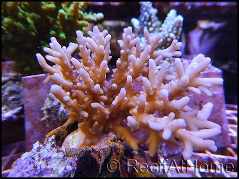 Acropora Caroliniana Vpc Recifathome