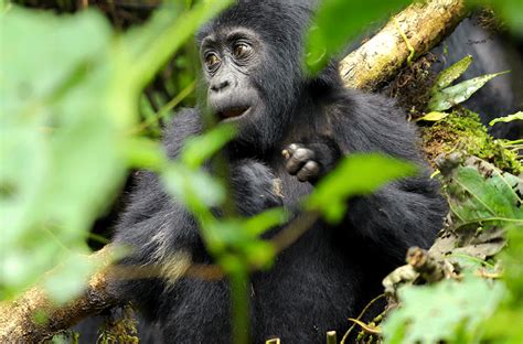 Luxury Gorilla Trekking Rwanda From Luxembourg Safari Vacations