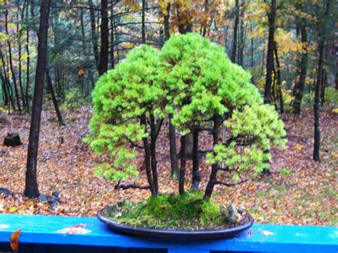 My Alberta Spruce group forest bonsai Bonsai Plants, Bonsai Garden, Bonsai Trees, Alberta Spruce ...