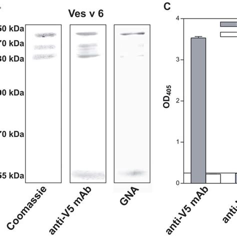 Recombinant Expression And Immunoreactivity Of Api M 12 And Ves V 6 A