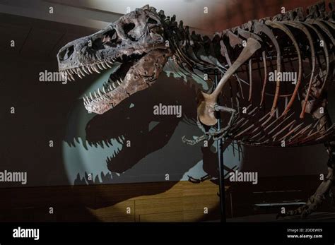 Sue the Tyrannosaurus Rex dinosaur at the Field Museum in Chicago Stock ...