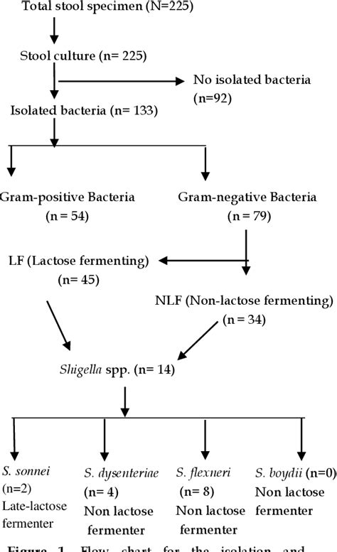 Figure 1 From Antibiotic Resistance Pattern Of Shigella Spp Among Gastroenteritis Patients At