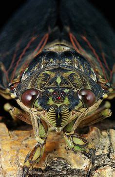 25 Kuliglig - Cicada ideas in 2022 | cicada, insects, beautiful bugs