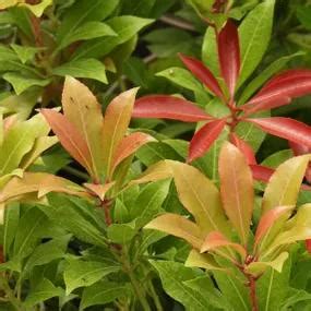 Pieris Japonica Mountain Fire Plants For Sale Ashridge