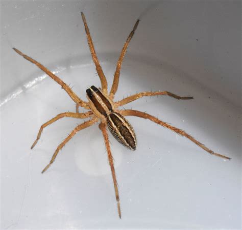 Wolf Spider Identification – Nature Along the El Camino Real