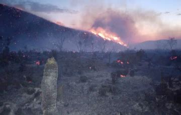 Arrasa con 300 hectáreas incendio forestal en Ixmiquilpan