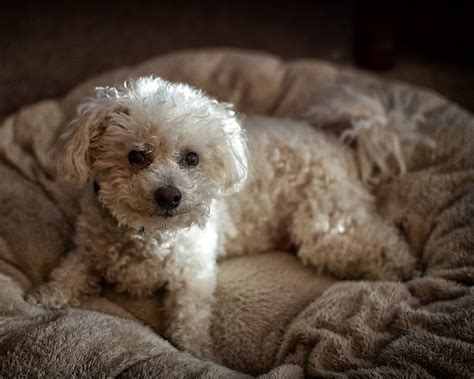 buddy    shot    year  bichon frise budd flickr