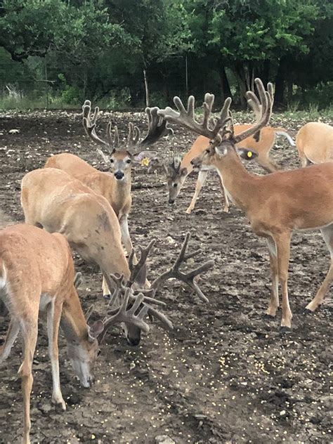 Still Waters Ranch Whitetail Deer Breeding Photo Gallery