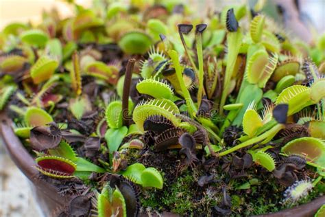 Colección Botánica De Diferentes Plantas Carnívoras Que Atrapan Y