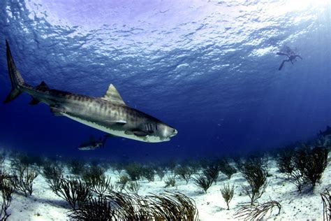 Best Shark Photographs From The Last Ten Years Of Photo Contests