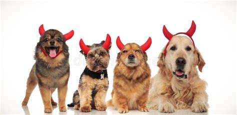 150 Devil Dogs Photos Free And Royalty Free Stock Photos From Dreamstime