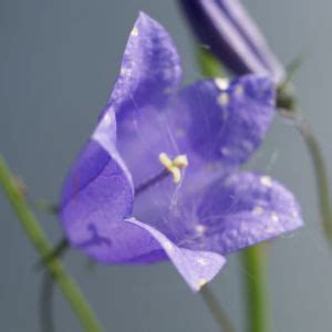 Pfirsichbl Ttrige Glockenblume Bl Te Blau Campanula Persicifolia