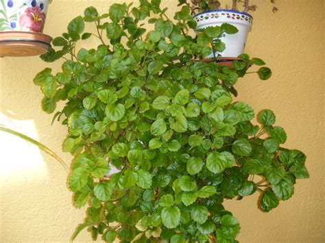 Plantas Do Meu Jardim Dicas Para Deixar A Sua Planta Dolar Ainda Mais