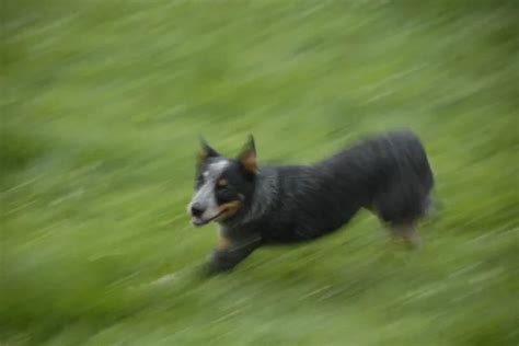 Boiadeiro Australiano Blue Heeler No Brasil