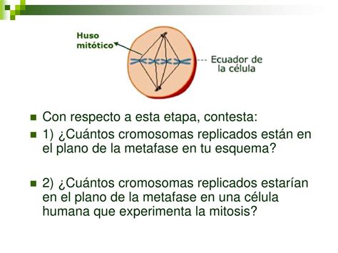 PPT Reproducción Celular Continuidad de la vida PowerPoint