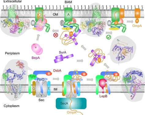 Deep Learning Driven Insights Into Super Protein Complexes For Outer