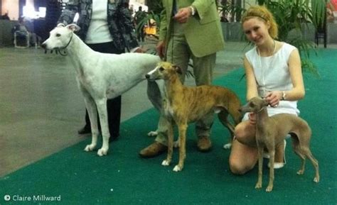 Which Is Bigger A Whippet Or Italian Greyhound