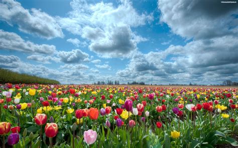 Tulipanes Hermosos Paisajes Campo De Flores Campos De Tulipanes