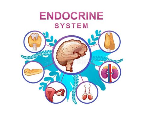 Ilustraci N Vectorial Del Sistema Endocrino Esquema Educativo De