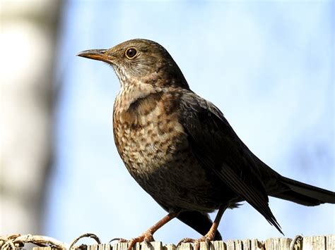 Merle Oiseau Chanteur Photo Gratuite Sur Pixabay Pixabay