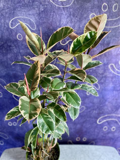 Ficus Decora Tineke — The Tender Gardener