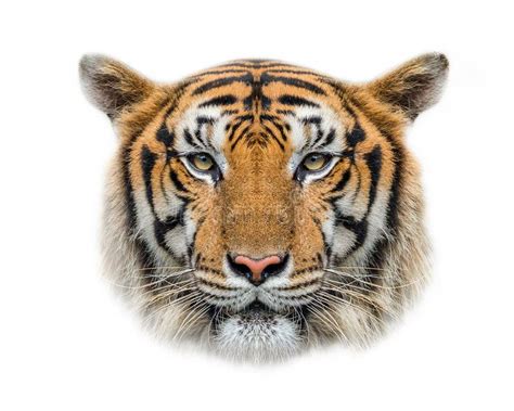 Tiger Face on White Background. Stock Photo - Image of face, bengal ...