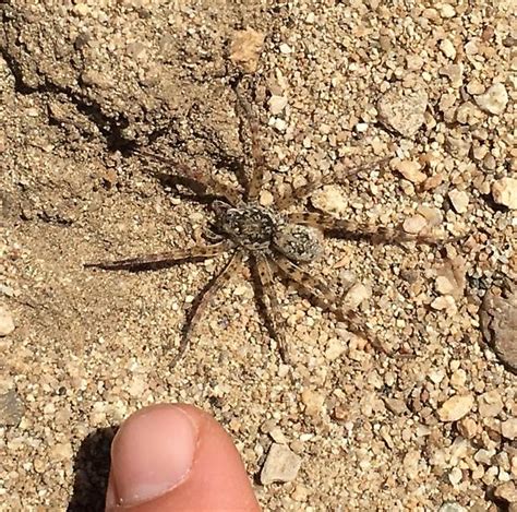 Fishing Spider Arctosa Littoralis Bugguide Net