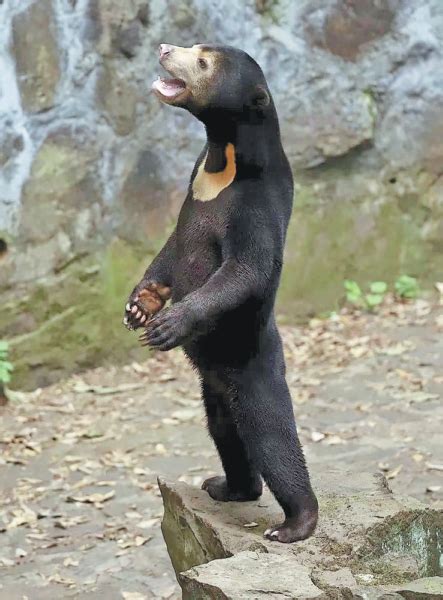 Stand Up Bear In Hangzhou Goes Viral Drawing Visitors Travel