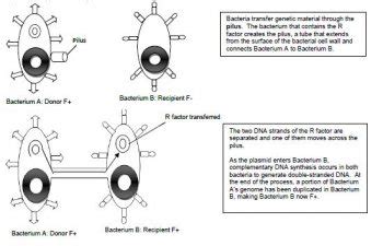 Bacterial Conjugation – WPUNJ Microbiology Laboratory Manual