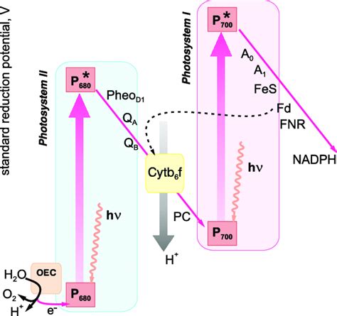 2 Z Scheme Of The Photosynthetic Electron Transfer Reactions 7 See