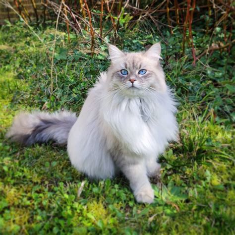 Maine Coon Cat Information Center A Guide To The Giant Cat Breed Artofit