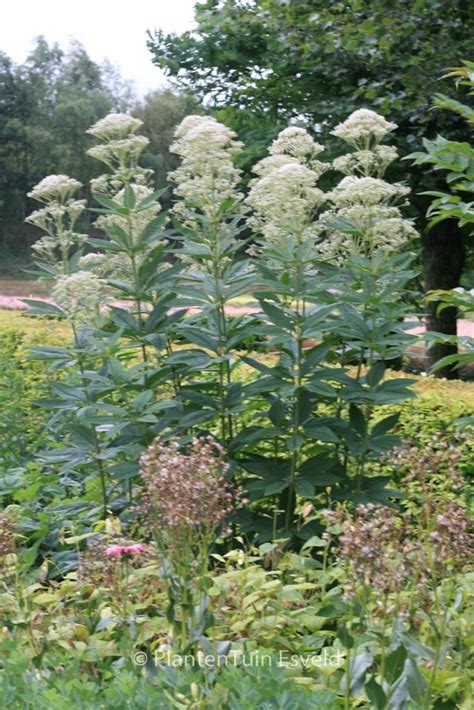 Eupatorium Maculatum Album Esveld Webshop