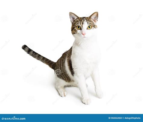 White And Tabby Cat Sitting Looking At Camera Stock Photo Image Of