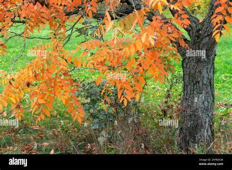 Koelreuteria Paniculata Golden Rain Tree Autumn Tree Varnish Tree