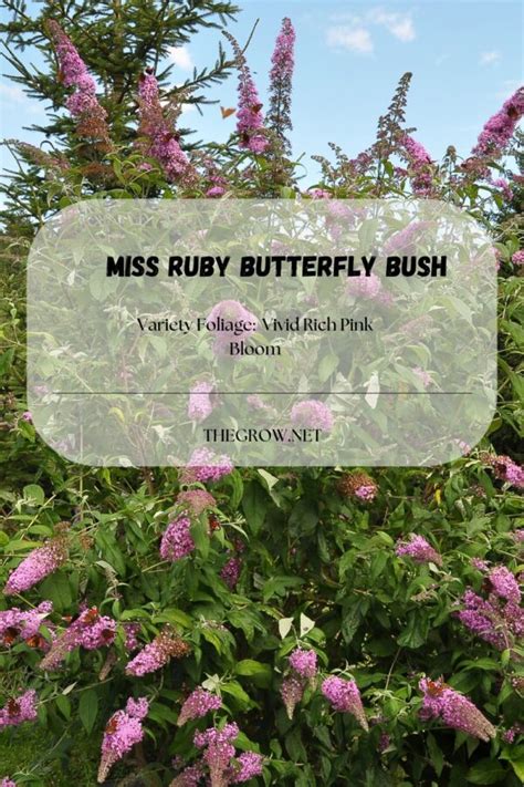 17 Common and Rare Butterfly Bush Varieties (With Pictures) | TheGrow