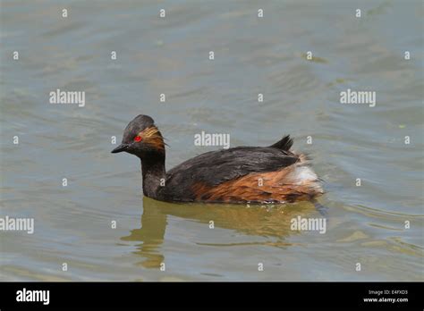 Black Necked Grebe Swimming Hi Res Stock Photography And Images Alamy