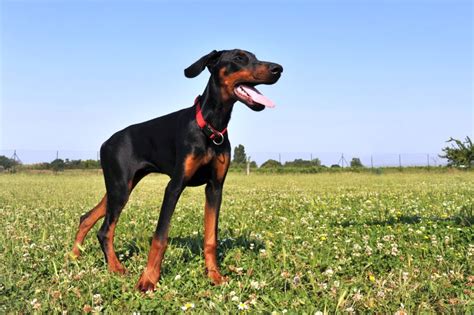 Doberdore 101: Lab X Doberman Mixed Breed Dog