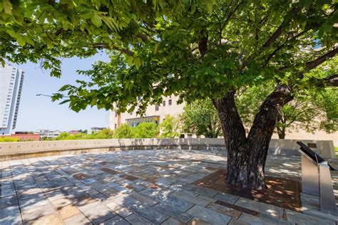 The Survivor Tree in the Oklahoma City National Memorial and Museum ...