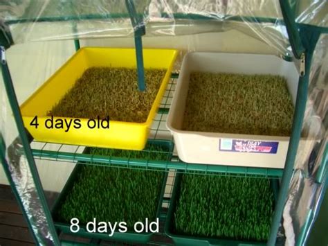 Hydroponics Fodder For Poultry Ecochicks