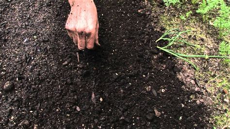 How To Sow A Seed Directly Into Garden YouTube