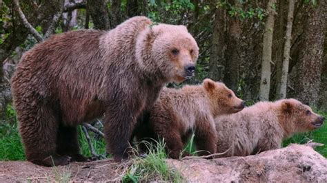 Alberta hiker, hunter mauled in separate bear attacks hours apart | CBC ...