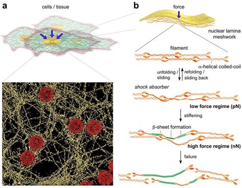 Nuclear Lamins Under External Forces A The Cell Nucleus Is Under