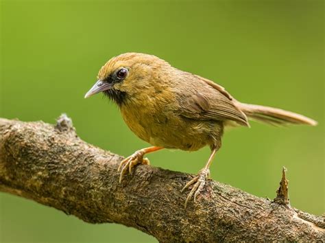 30 Beautiful Birds Of Pakistan Pictures Bird Biodiversity