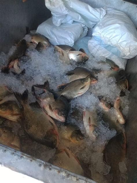 Fiscaliza O Apreende Kg De Pescado Irregular Sem Documenta O Em