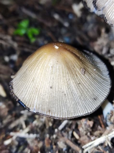 Coprinellus sect Micacei from Sada 15169 Sada La Coruña España on