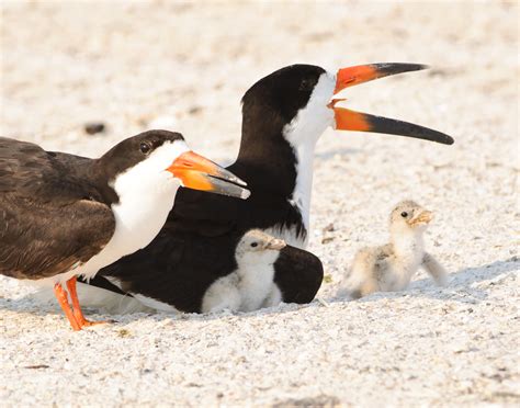 Audubon Fl Watch Out For Shorebirds At The Beach Wfsu