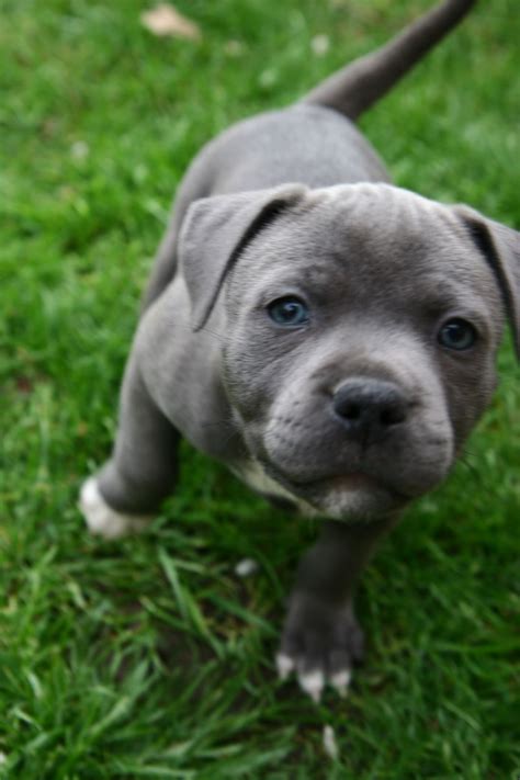 All Sold Blue Staffy Puppies Kc Registered South Ockendon Essex