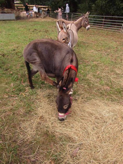 A Fant Ass Tic Day Out At Yarra Ranges Donkey Festival Lilydale Star Mail